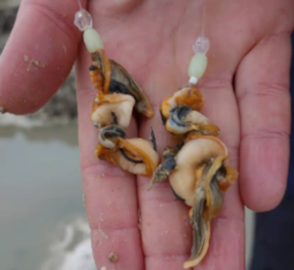 Main d'un pêcheur avec des montages pour la pêche aux appâts et des appâts positionnés sur les hameçons prêt pour la pêche