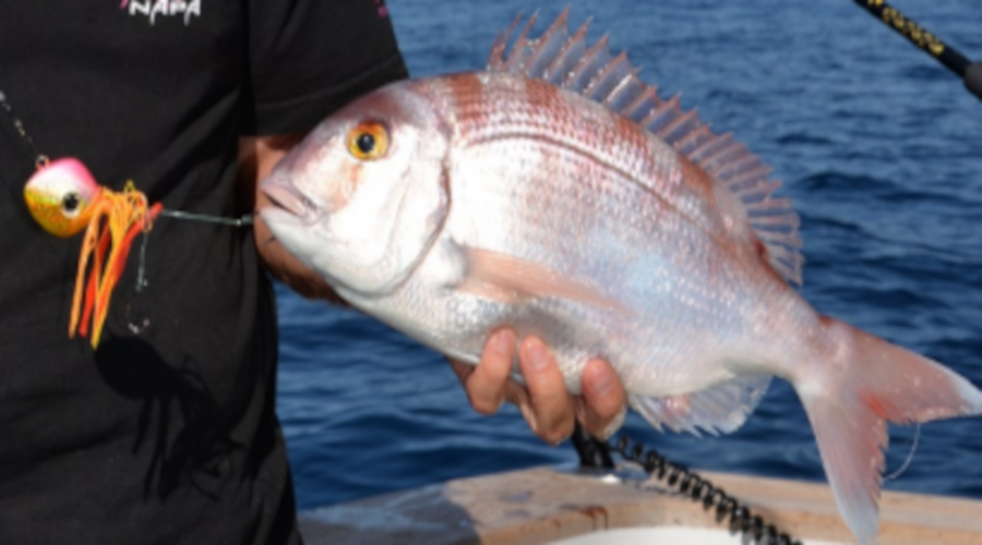 Jolies sparidé rose poisson de la famille des dorades, prit avec un MADAI aux appâts naturels.